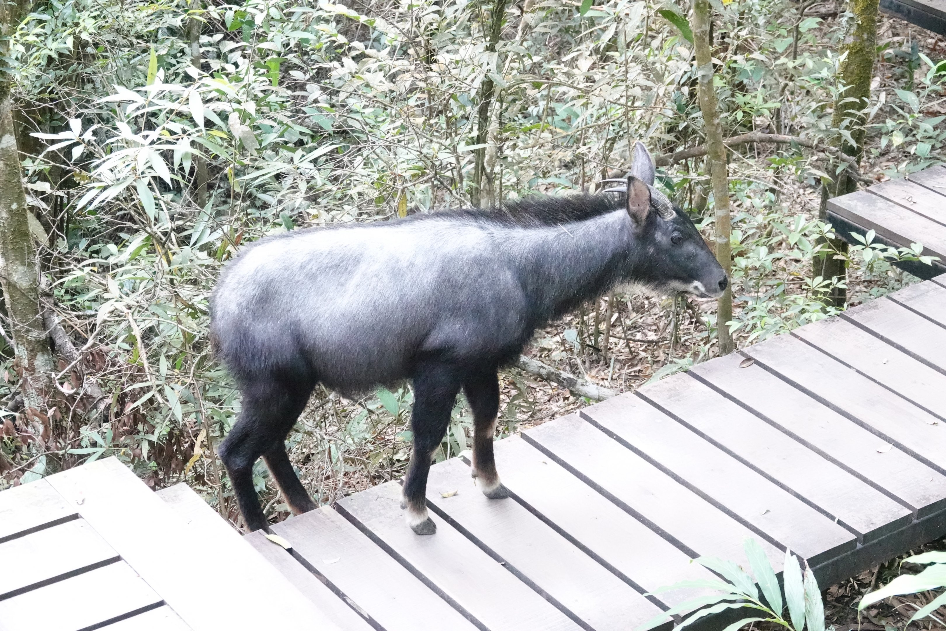 Just a serow crossing on the boardwalk!