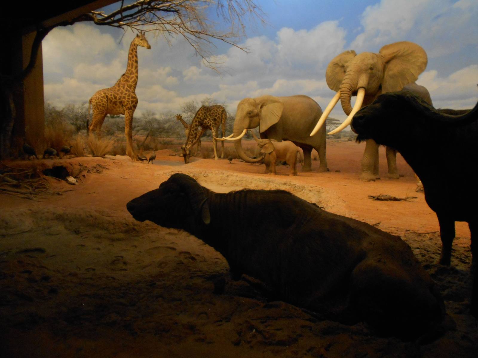 just another African savanna in the middle of Los Angeles