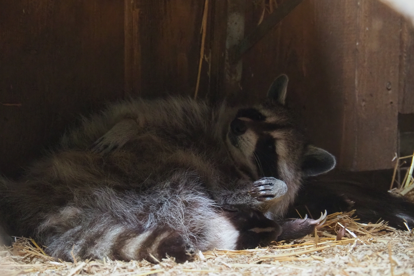 Just awoken raccoon (Procyon lotor) and Sleeping striped skunk (Mephitis mephitis), 2019-07-21