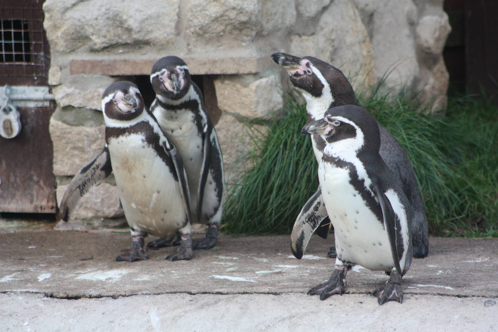 Just before feeding time, 2nd November 2014