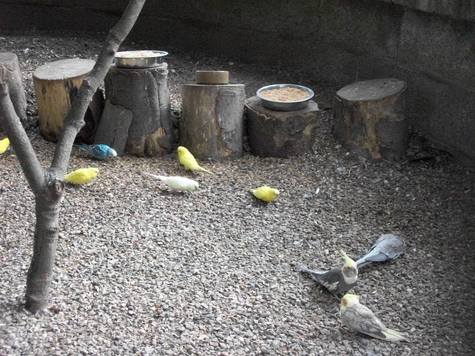 Just like Australia, 1st August 2014