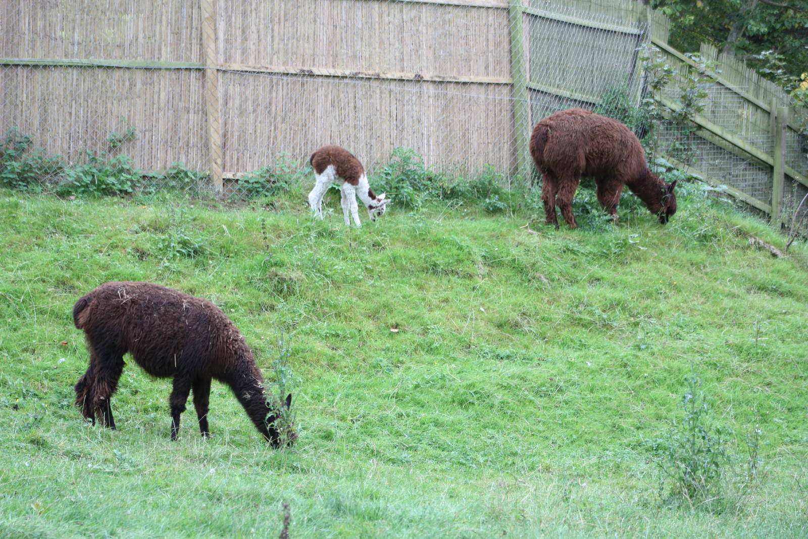 Just like the Andes, 27th September 2014