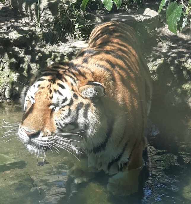 Just swimmin' and smilin'