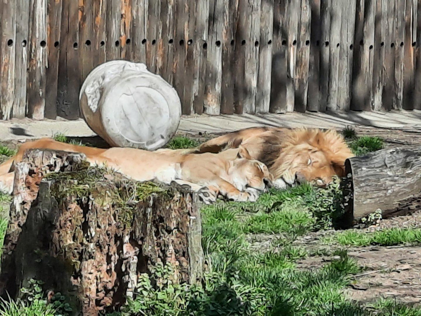 Just Taking a Cat Nap