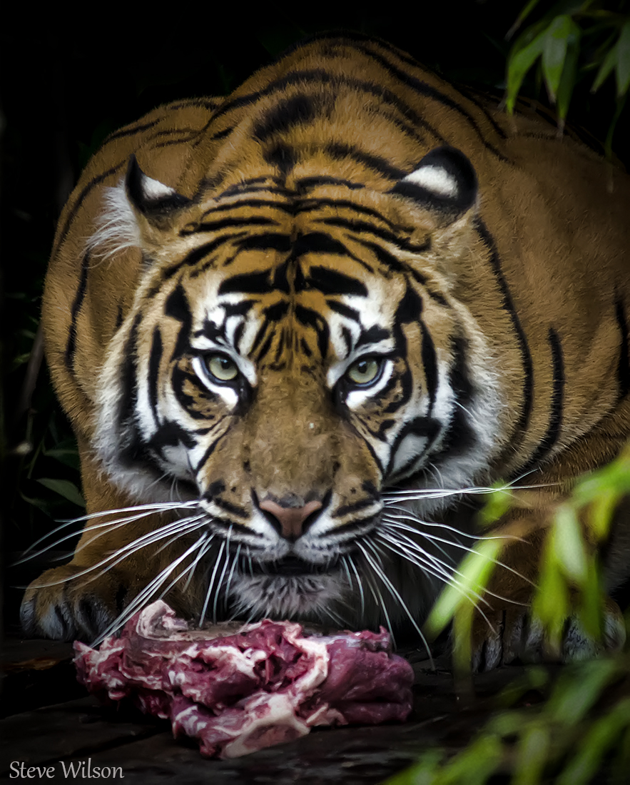 Just try and take it !