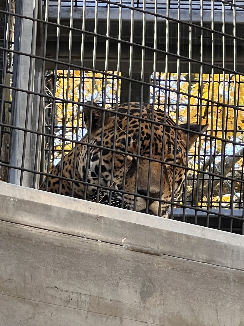 Jutai the male jaguar