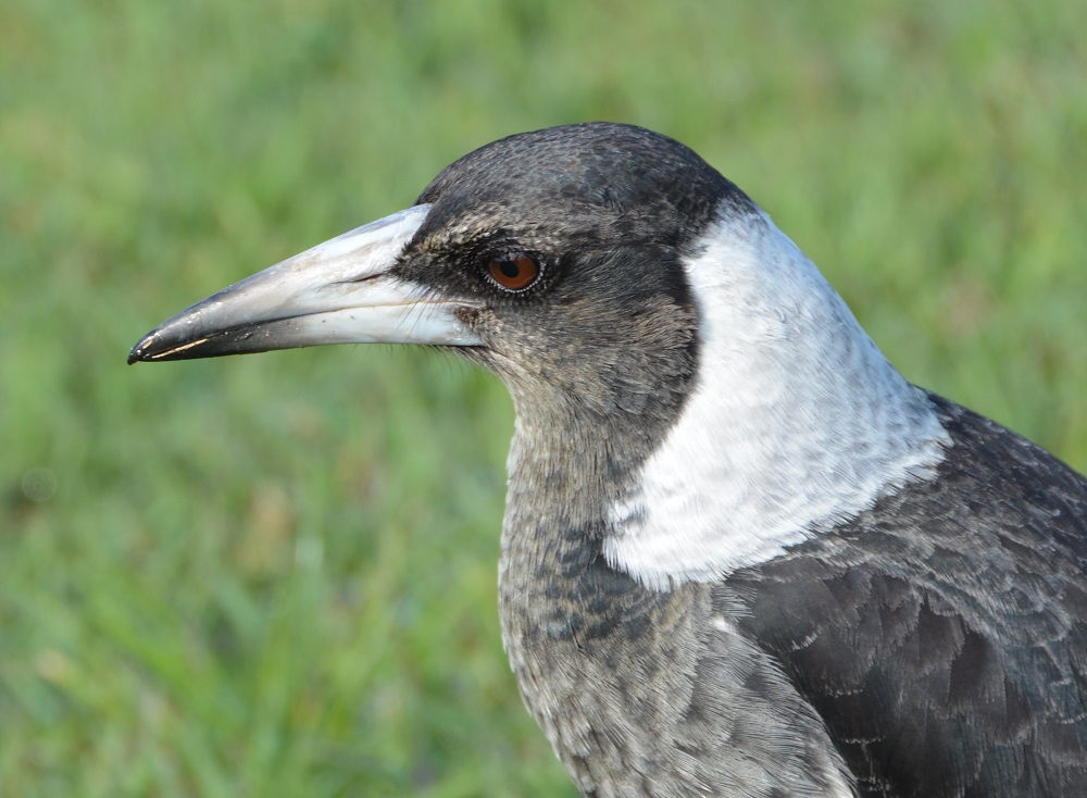 Juv. Australian magpie