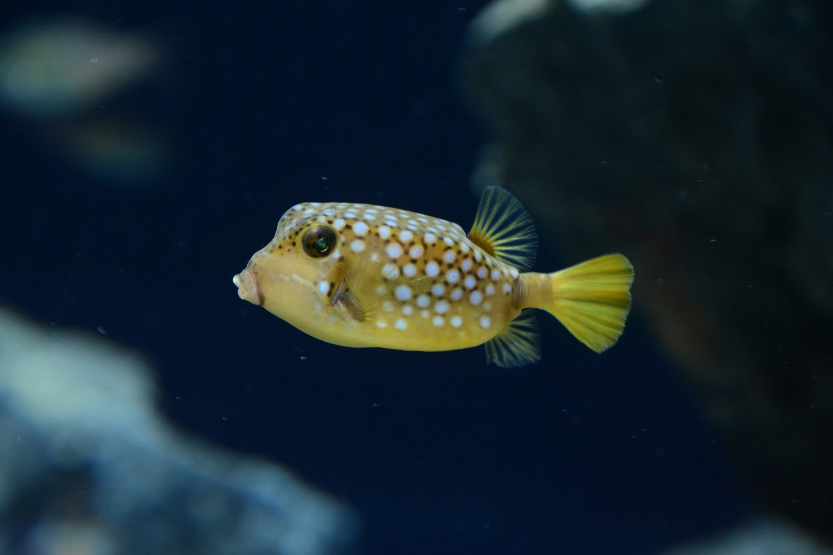 juv. Bluespotted boxfish (Ostracion immaculatus)