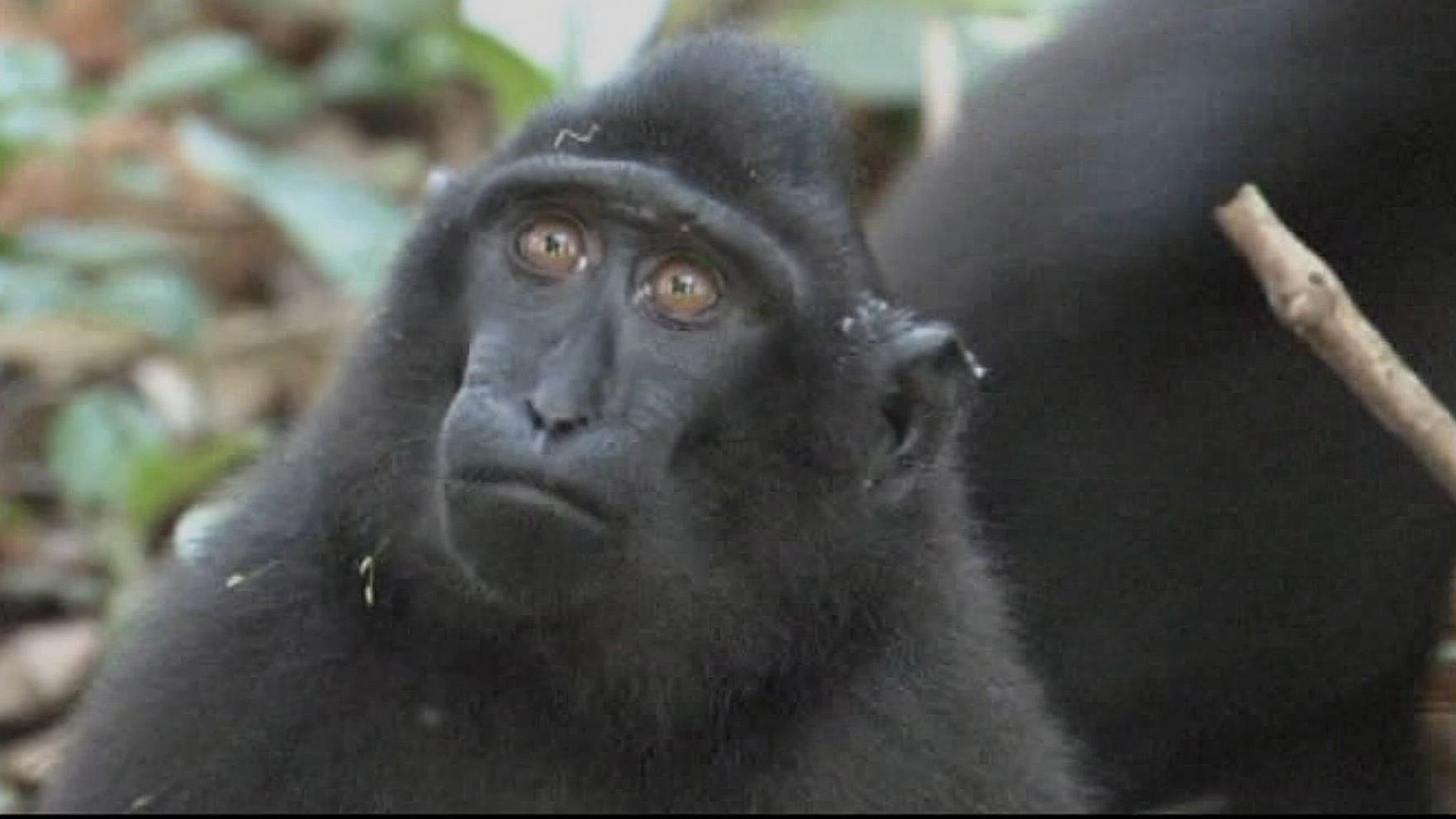 Juv. crested macaque