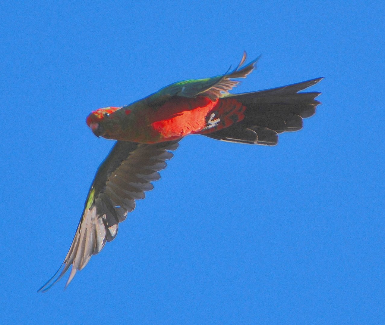 Juv. Crimson rosella