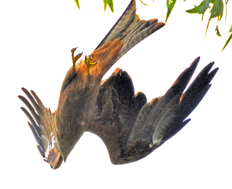 Juv. Fork-tailed kite  (Black kite)