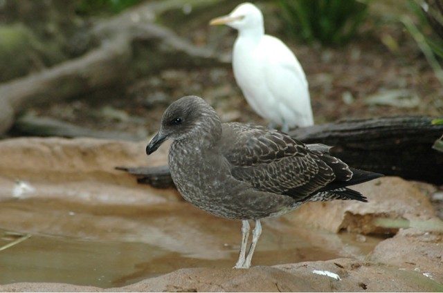 Juv Kelp Gull