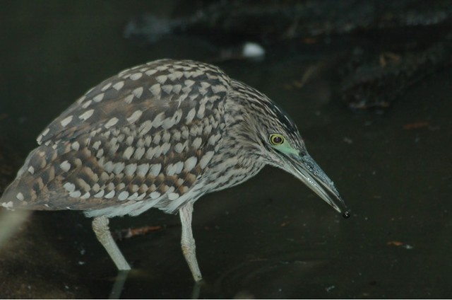 Juv Nankeen Night Heron