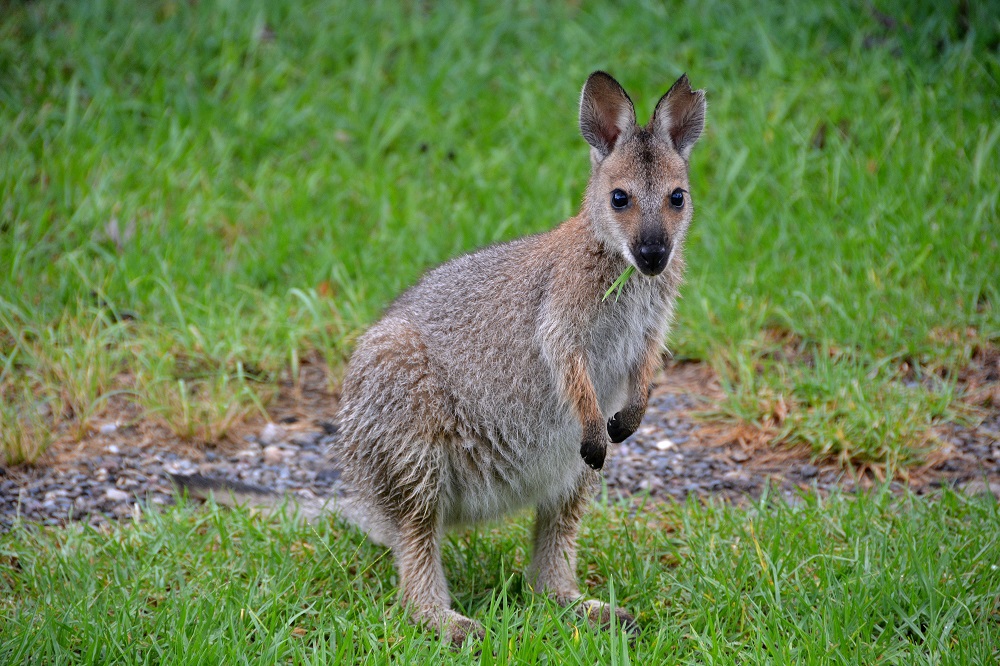 Juv. Red-necked wallaby