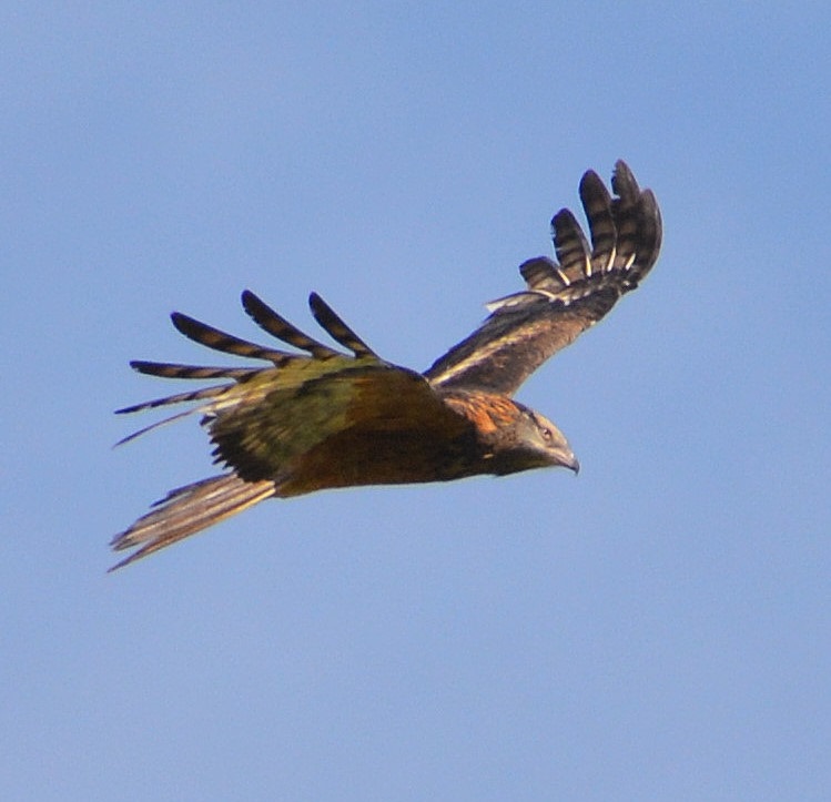 Juv. Whistling kite