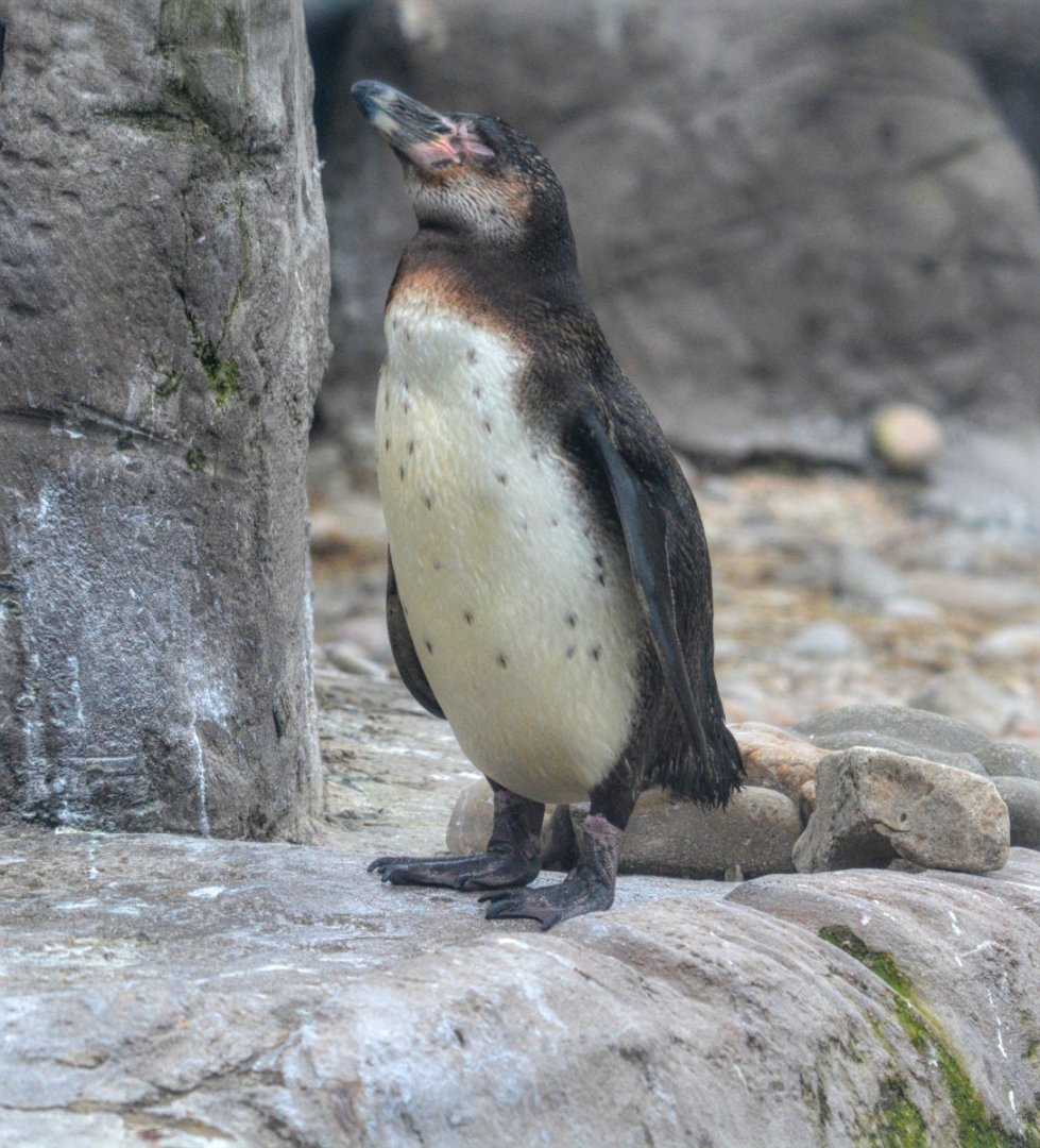 Juve Humboldt Penguin