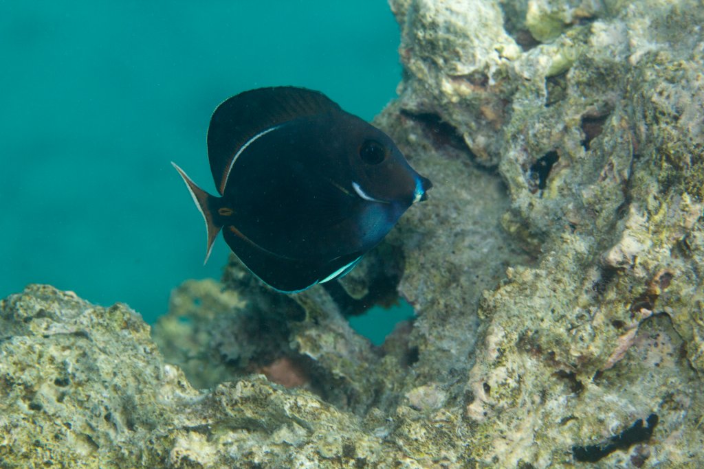 Juvenile Achilles Tang (Acanthurus achilles)
