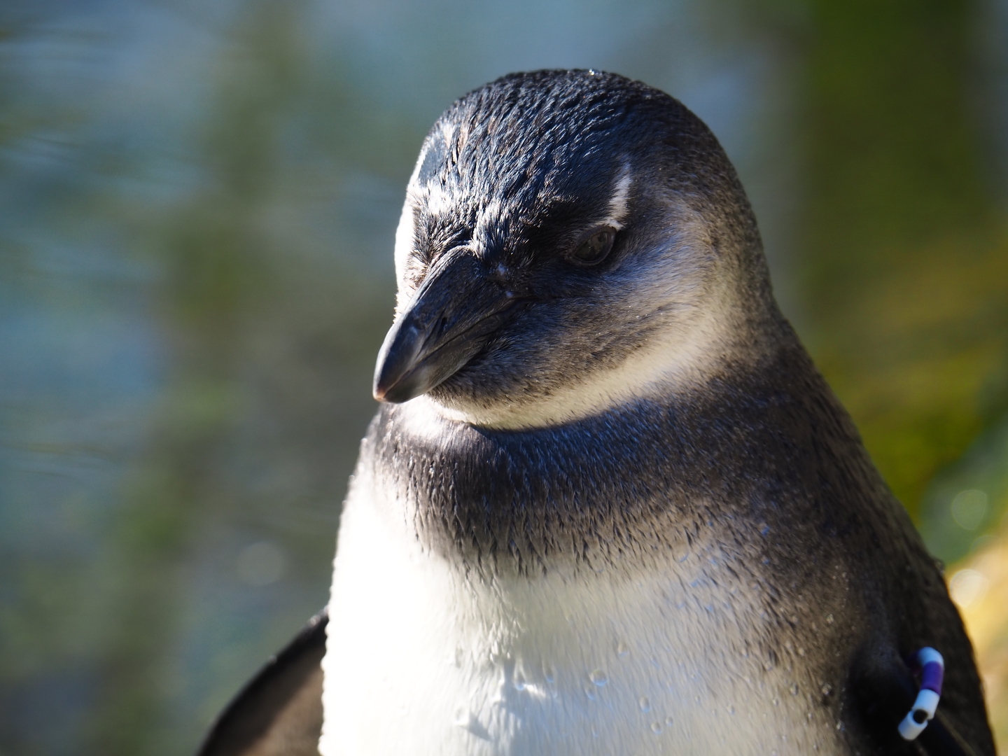 Juvenile African black-footed penguin (Spheniscus demersus), Feb 27th, 2019