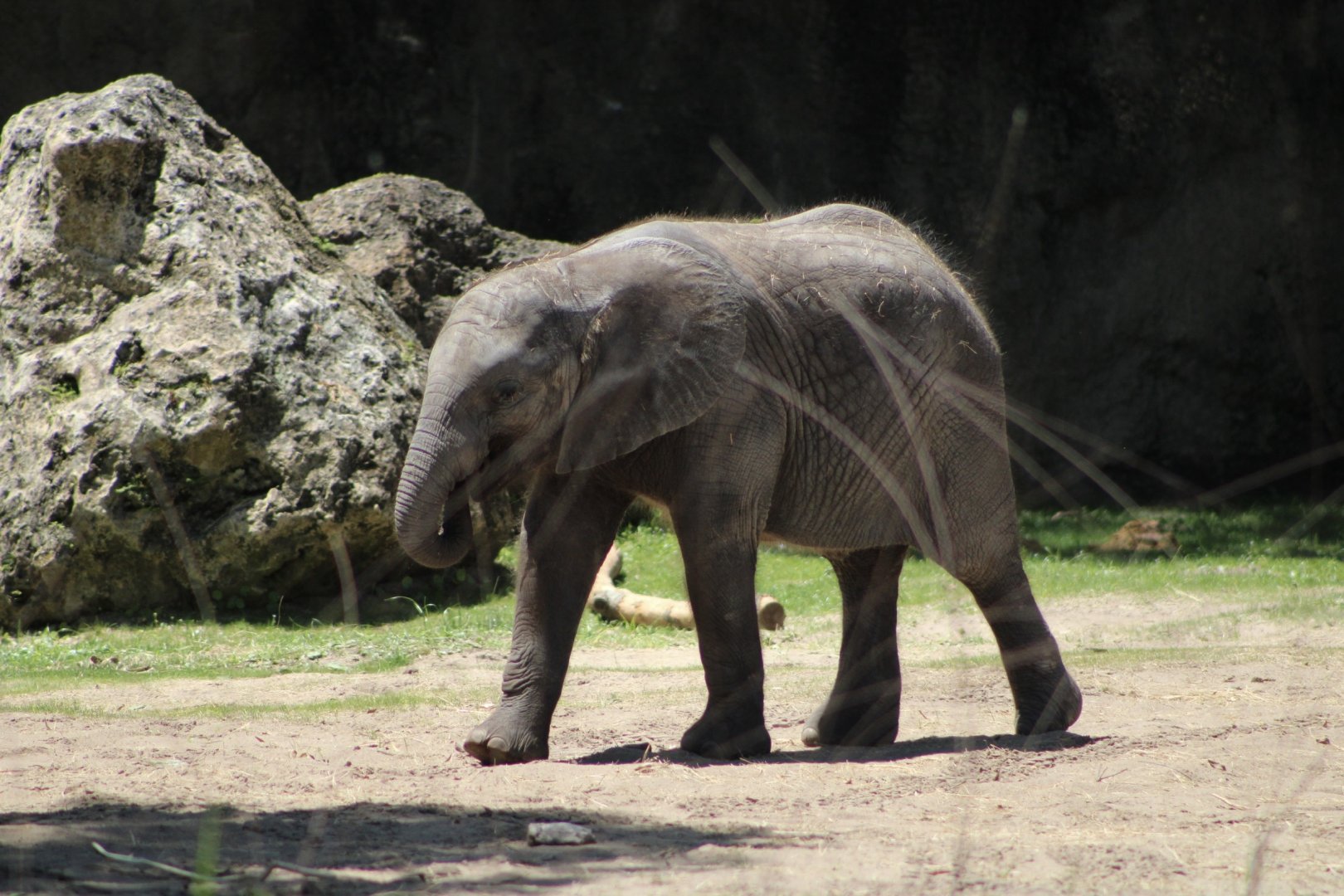 Juvenile African Bush Elephant (Loxodonta africana)