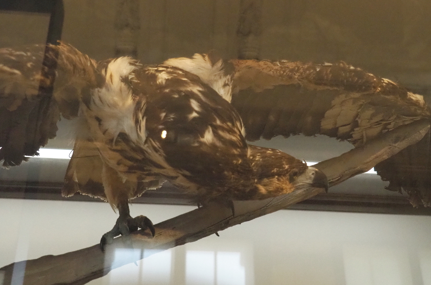 Juvenile African fish eagle (Haliaeetus vocifer) specimen, 2021-10-20