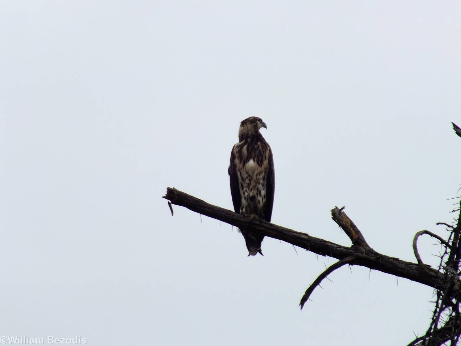 Juvenile African Fish-eagle - Lake Naivasha
