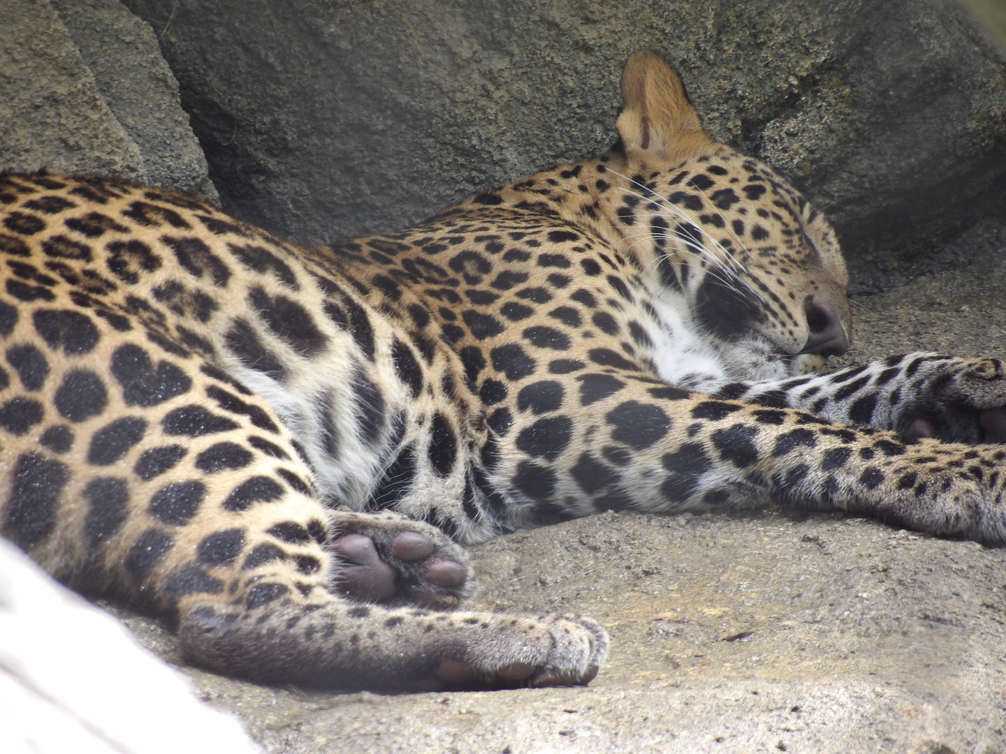 Juvenile African Leopard(Panthera pardus pardus)