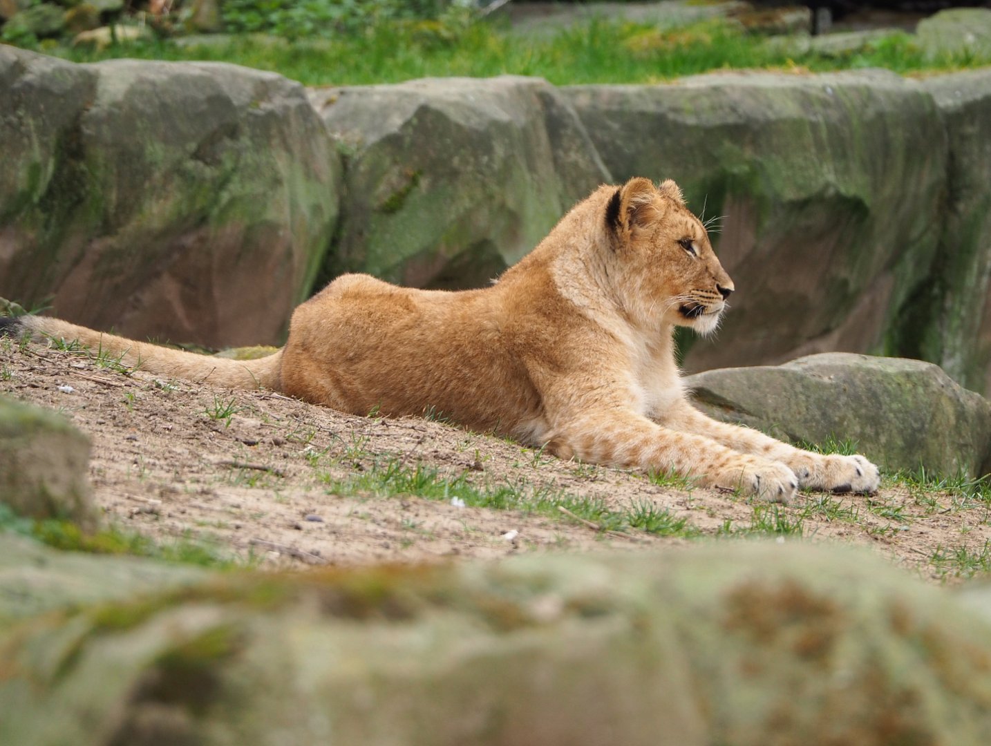Juvenile African lion (Panthera leo), 2022-03-16
