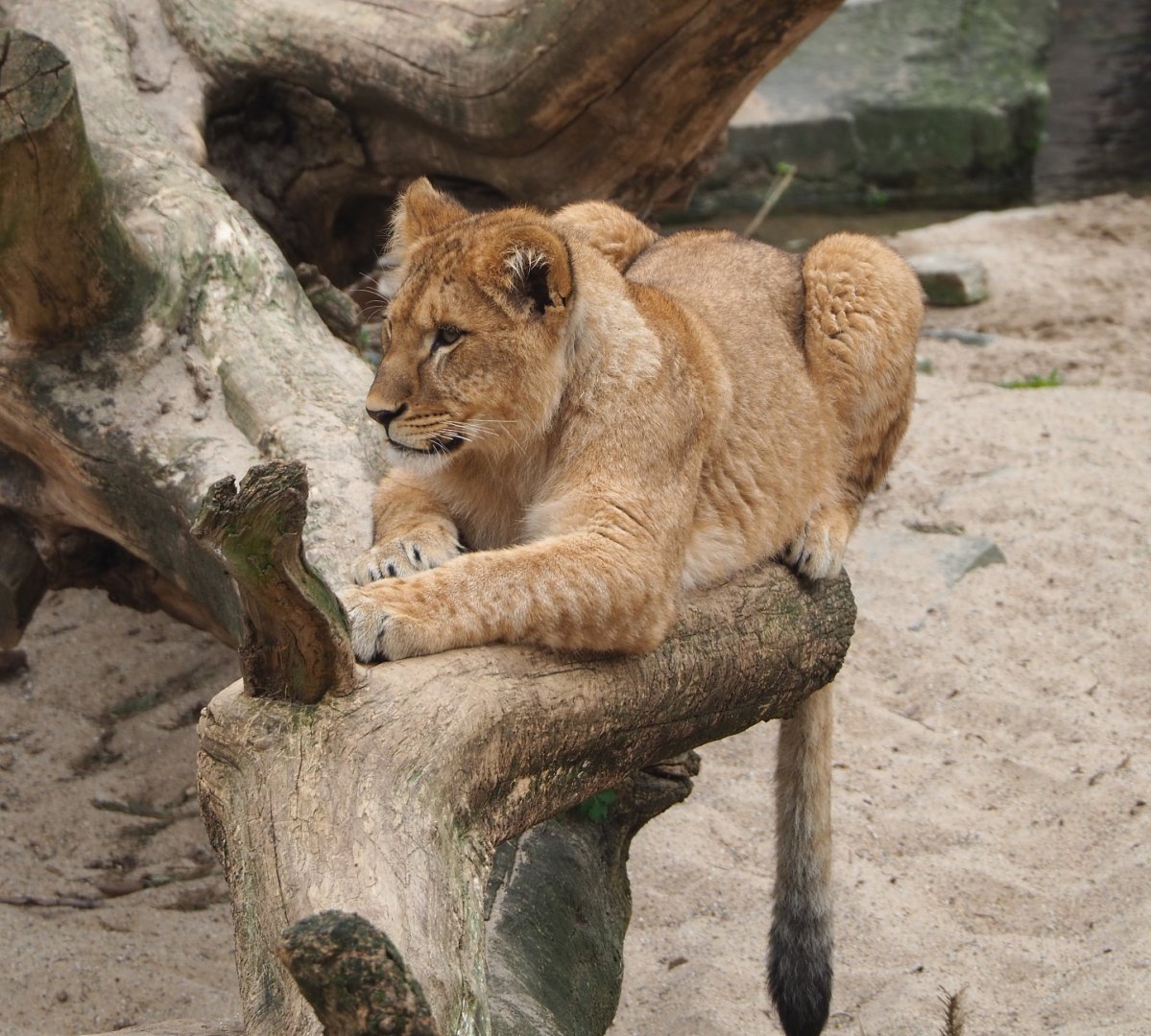 Juvenile African lion (Panthera leo), 2022-03-16