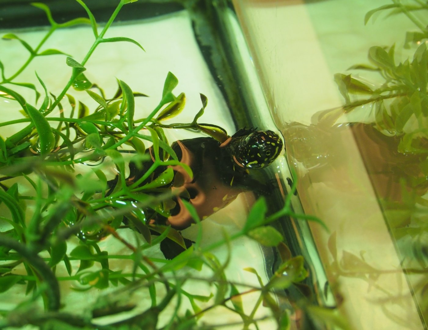 Juvenile African mud turtle (Pelusios species), Feb 27th, 2019