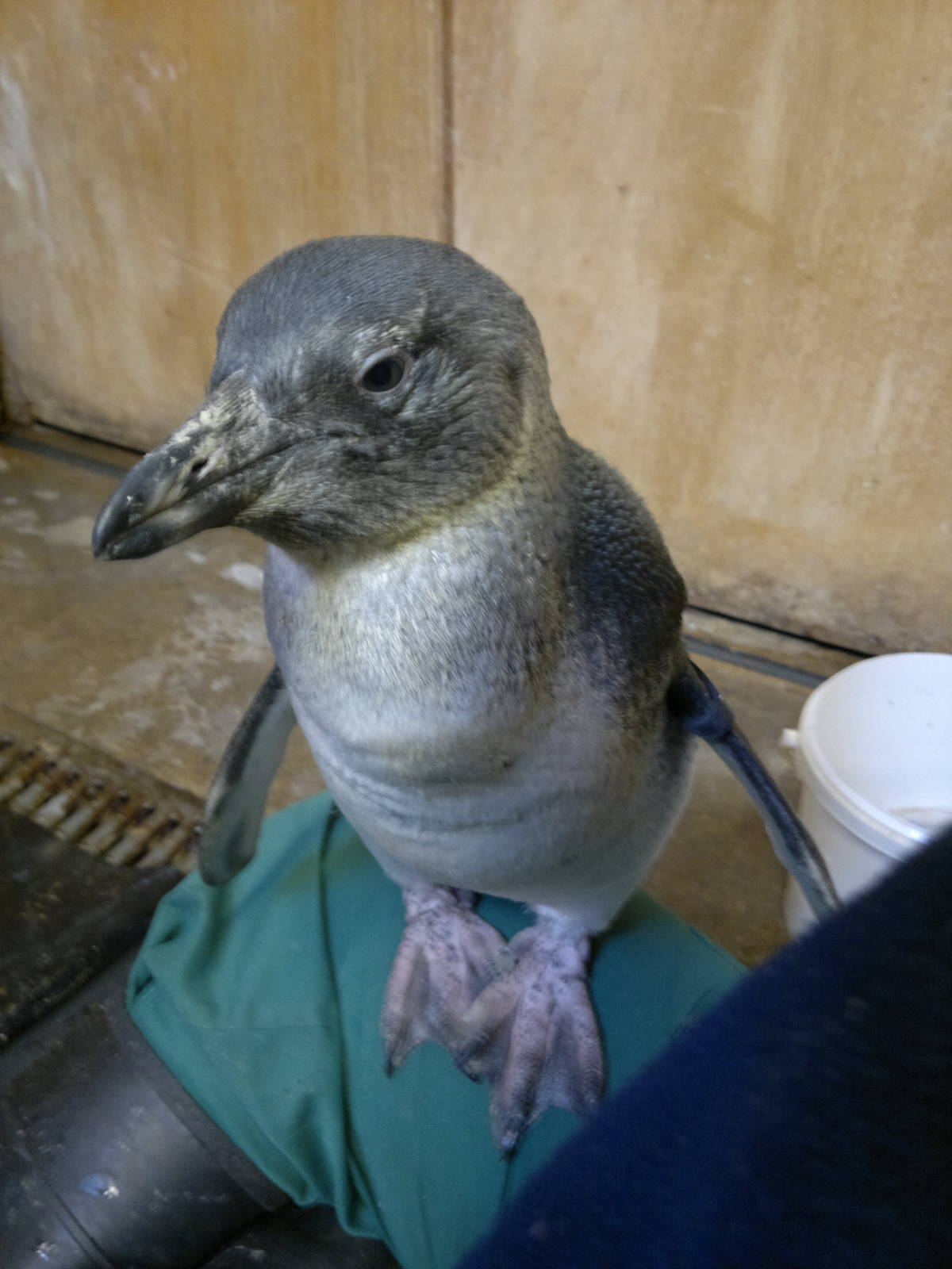 Juvenile African Penguin 1/4/13