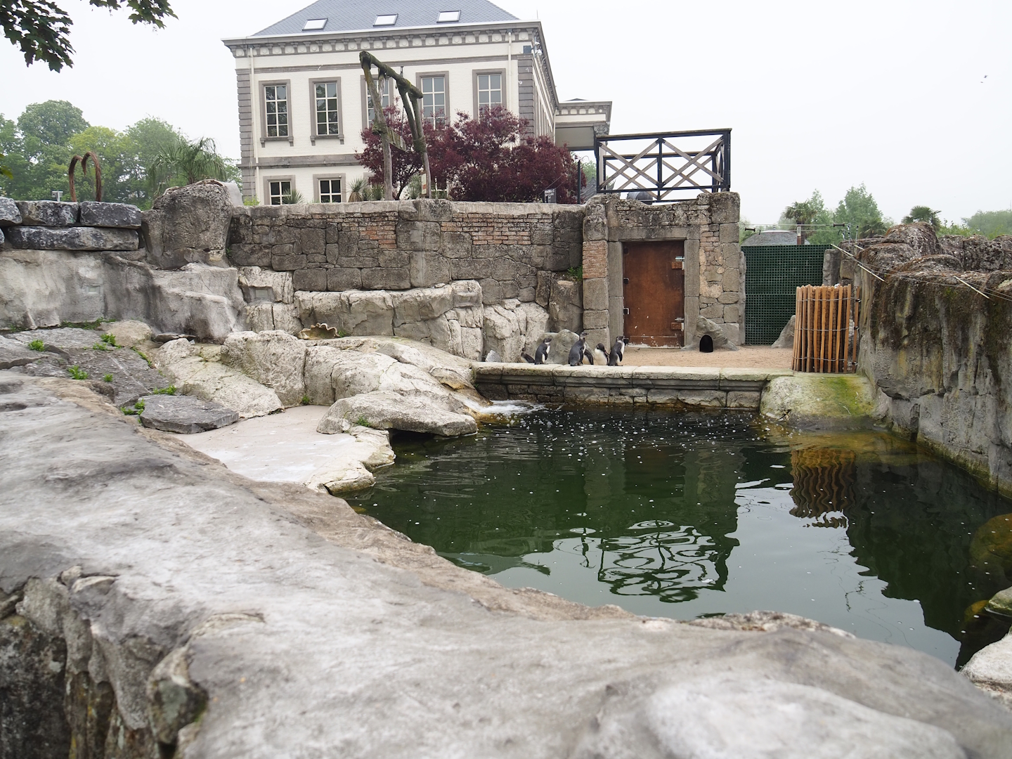 Juvenile African penguin exhibit, 2023-05-15
