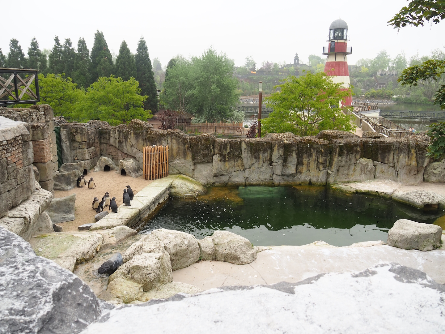 Juvenile African penguin exhibit, 2023-05-15