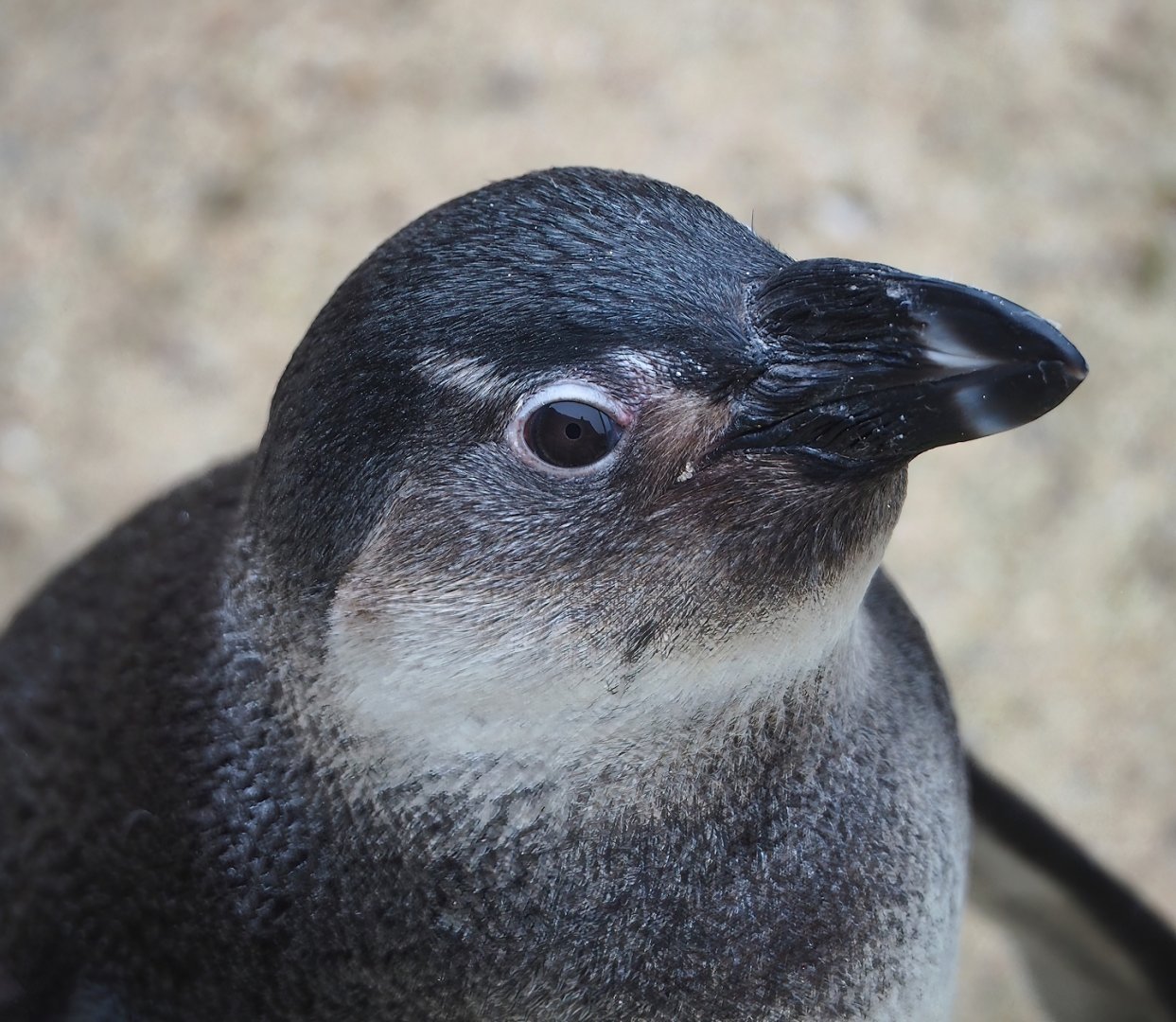 Juvenile African penguin (Spheniscus demersus), 2023-05-15
