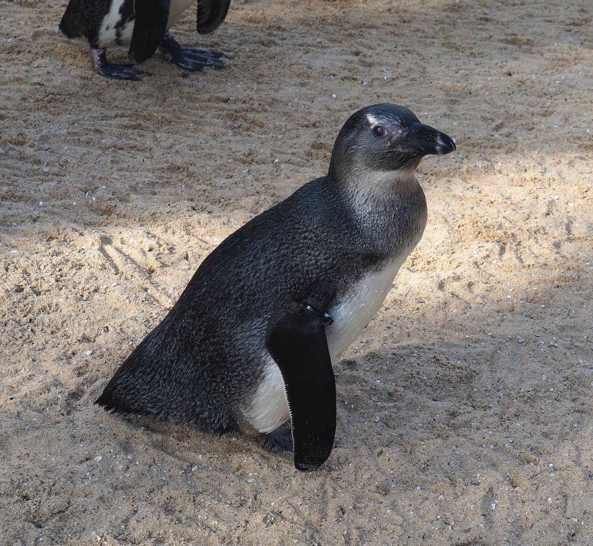 Juvenile African penguin (Spheniscus demersus), 2023-05-16