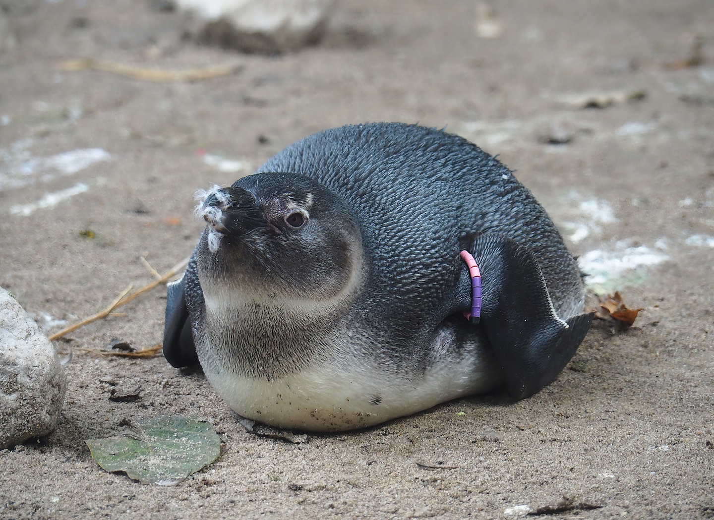 Juvenile African penguin (Spheniscus demersus), 2023-09-24