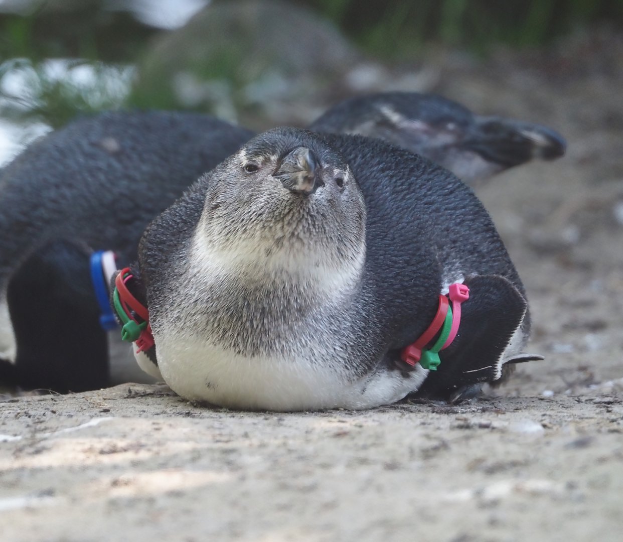 Juvenile African penguin (Spheniscus demersus), 2025-04-30
