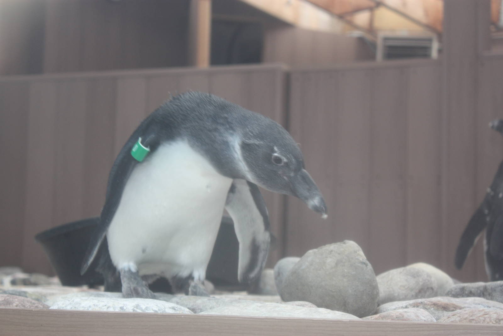 Juvenile African Penguin