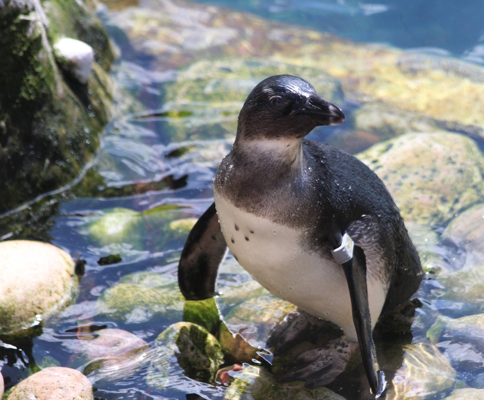 Juvenile African Penguin
