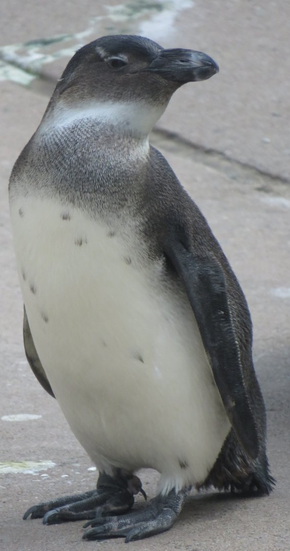 Juvenile African penguin