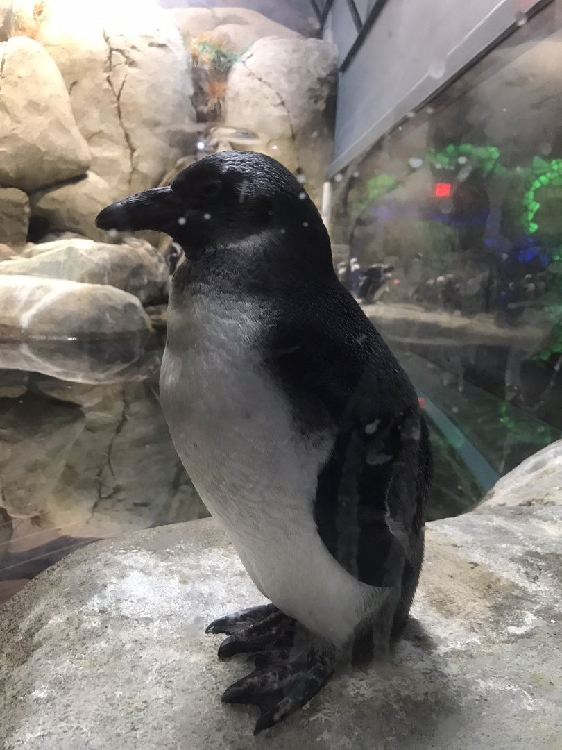 Juvenile African Penguin