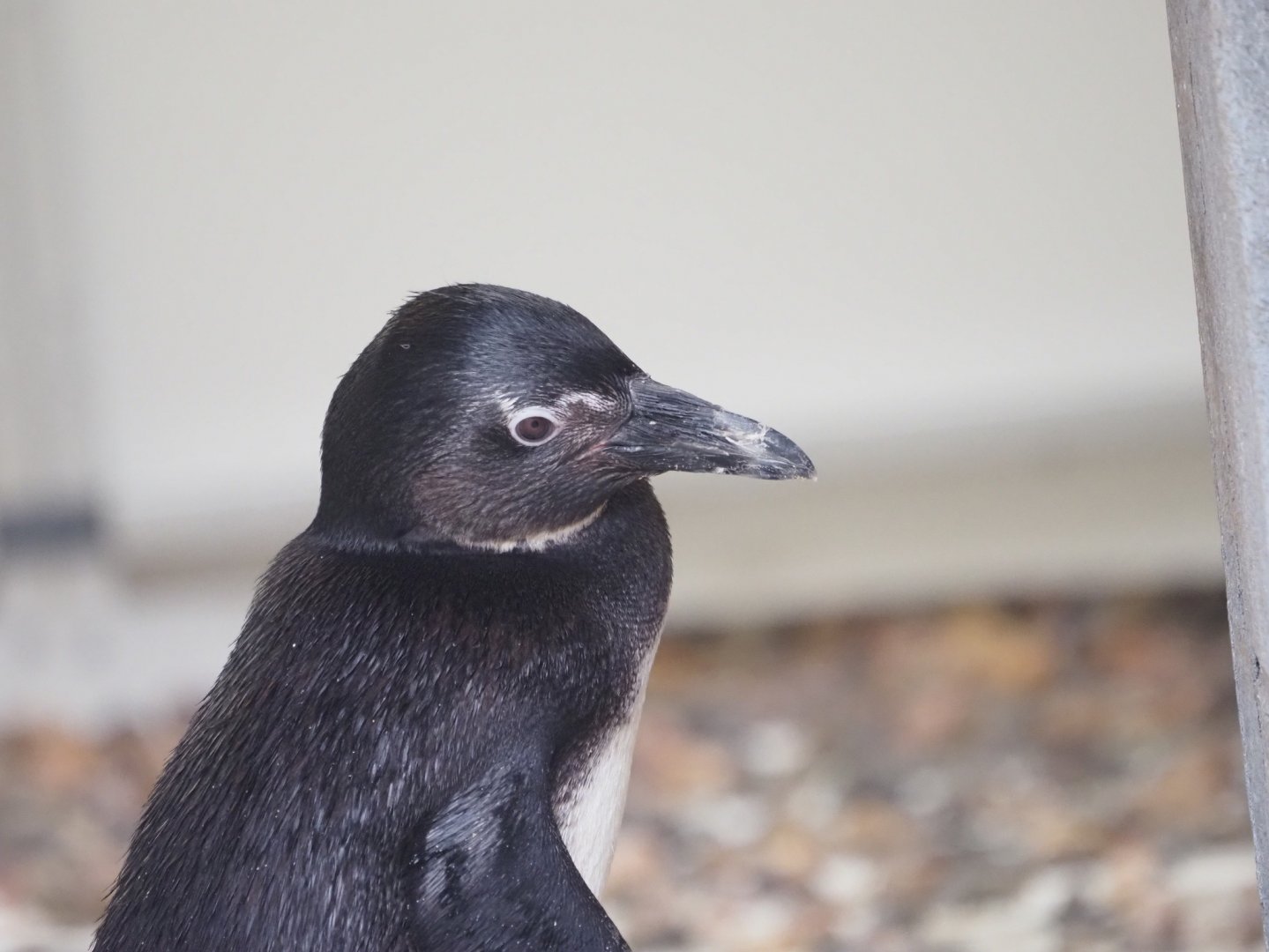 Juvenile African Penguin