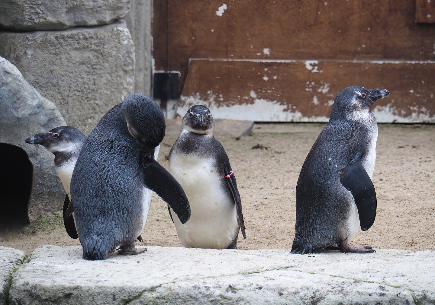 Juvenile African penguins (Spheniscus demersus), 2023-05-15