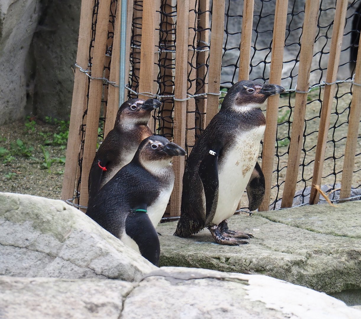 Juvenile African penguins (Spheniscus demersus), 2023-10-13