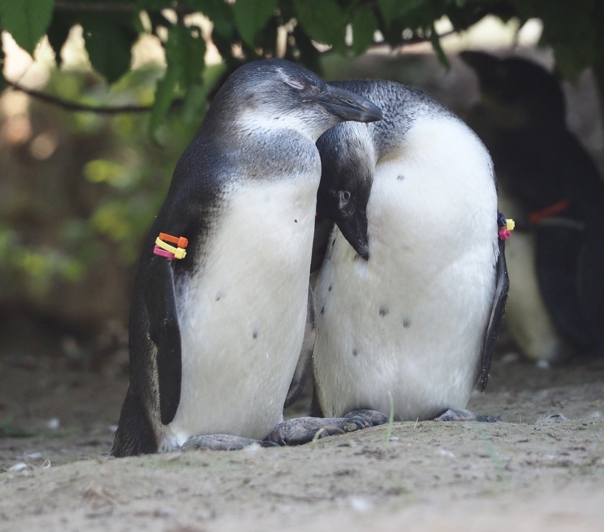 Juvenile African penguins (Spheniscus demersus), 2025-04-30