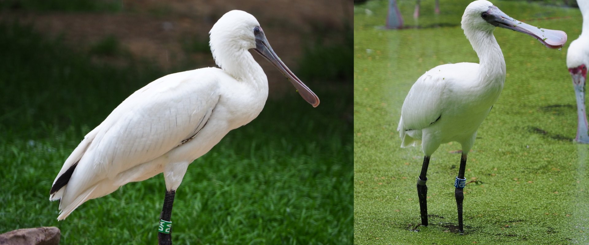 Juvenile African spoonbill (Platalea alba), 2020-07-14