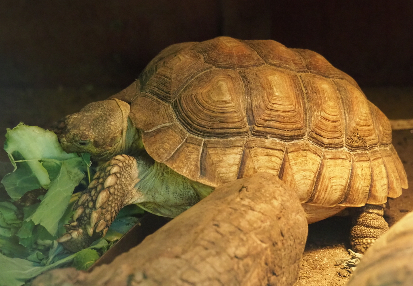 Juvenile African spurred tortoise (Centrochelys sulcata), 2019-05-25