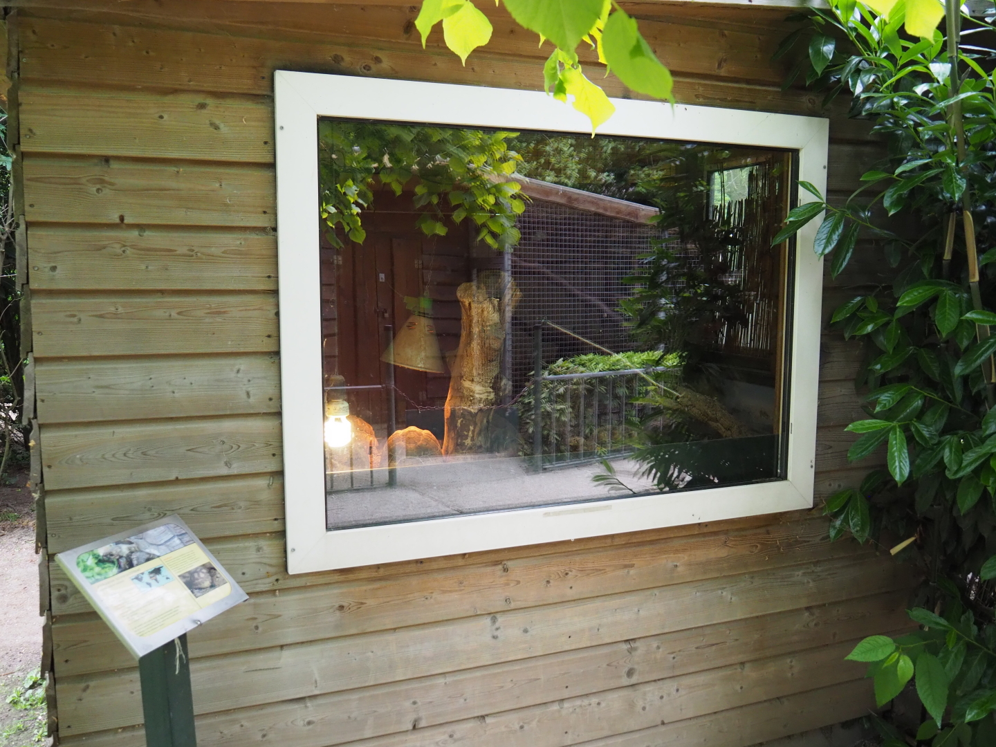 Juvenile African spurred tortoise terrarium, 2019-05-25