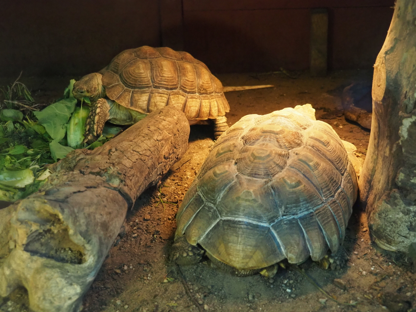 Juvenile African spurred tortoises (Centrochelys sulcata), 2019-05-25