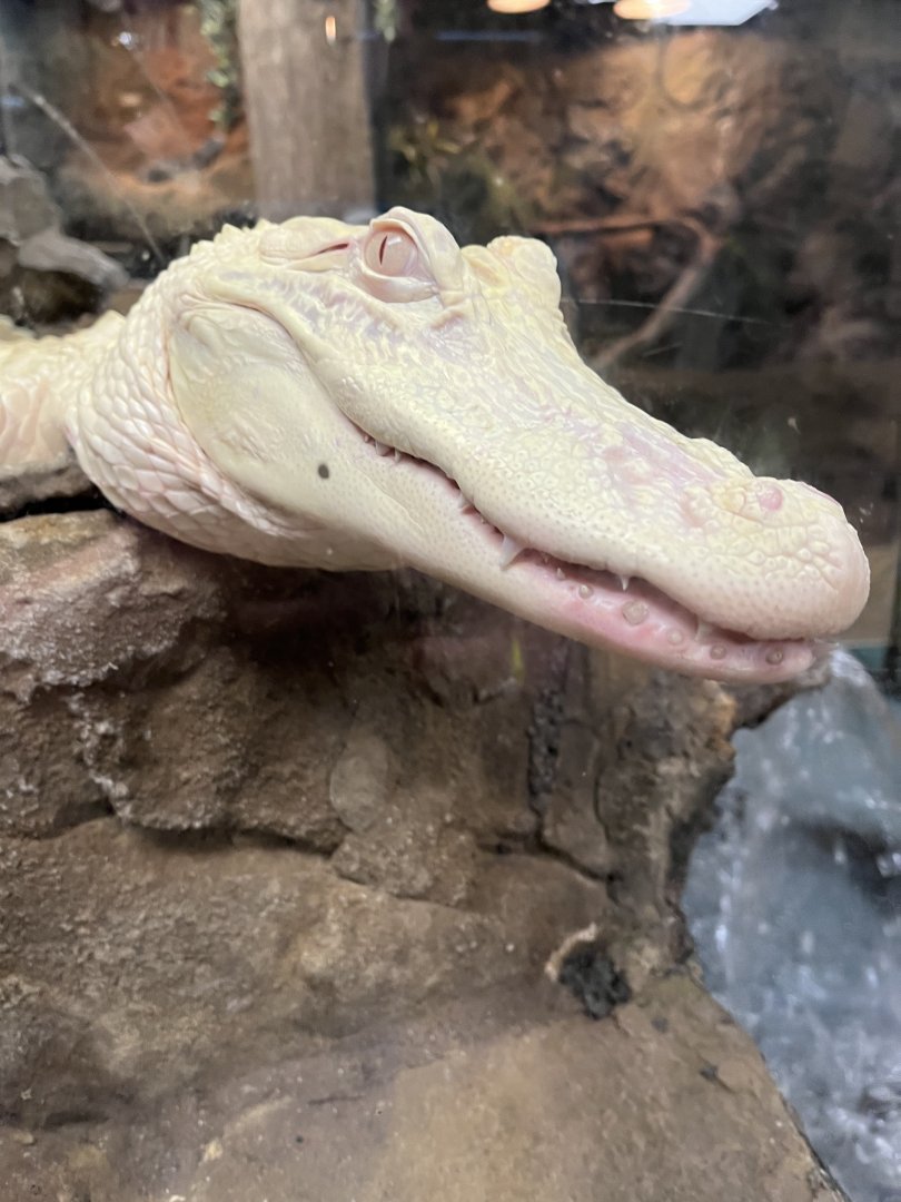 Juvenile Albino American Alligator “Salt”