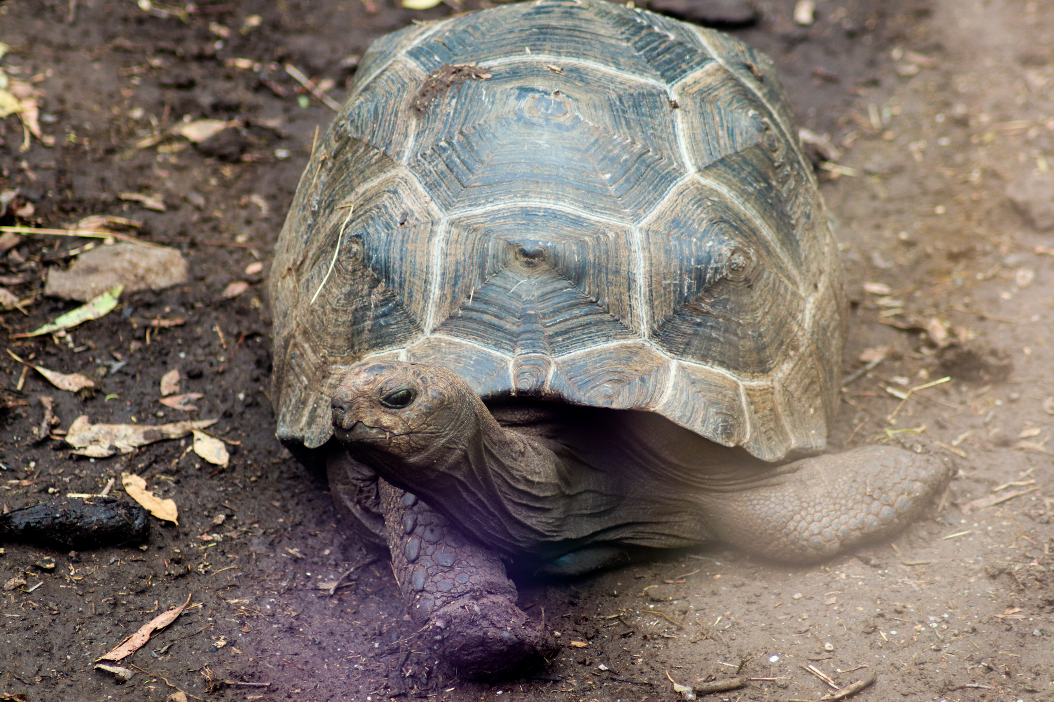 Juvenile Aldabra Giant Tortoise (Aldabrachelys gigantea) - February 2020